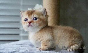 Photo №2 to announcement № 161176 for the sale of munchkin - buy in Germany breeder