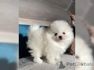 Photo №2 to announcement № 136842 for the sale of pomeranian - buy in Germany 
