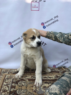 Additional photos: CAO puppies
