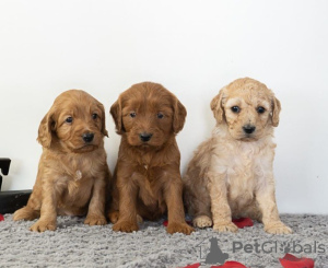 Photo №1. golden retriever - for sale in the city of Alytus | 349$ | Announcement № 75800