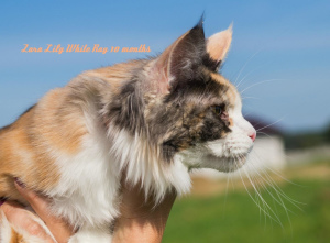 Photo №1. maine coon - for sale in the city of Minsk | negotiated | Announcement № 3324