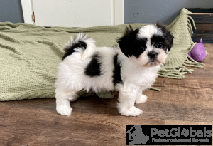 Photo №1. shih tzu - for sale in the city of Kuwait City | negotiated | Announcement № 134071