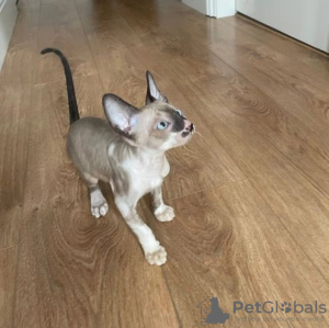 Photo №1. cornish rex - for sale in the city of Бохум | 370$ | Announcement № 126786