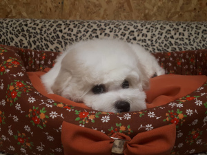 Photo №2 to announcement № 1797 for the sale of bichon frise - buy in Russian Federation breeder