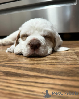 Photo №1. estrela mountain dog - for sale in the city of Barsbüttel | 599$ | Announcement № 174983