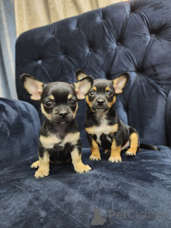 Photo №1. chihuahua - for sale in the city of Dusseldorf | Is free | Announcement № 161279