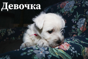 Photo №2 to announcement № 5688 for the sale of west highland white terrier - buy in Ukraine private announcement