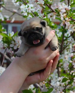 Photo №2 to announcement № 10422 for the sale of pug - buy in Russian Federation from nursery, breeder