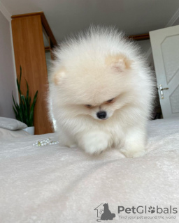 Photo №3. Pomeranian puppies. Germany