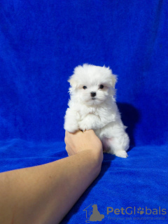 Photo №1. maltese dog - for sale in the city of Belgorod | 1380$ | Announcement № 33341