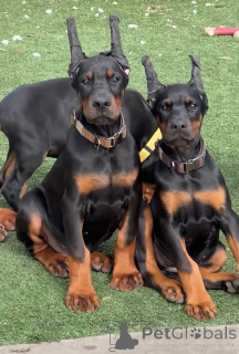 Photo №1. dobermann - for sale in the city of Aarhus | 774$ | Announcement № 173503