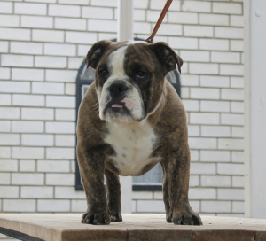 Photo №1. english bulldog - for sale in the city of Krasnodar | Negotiated | Announcement № 5901