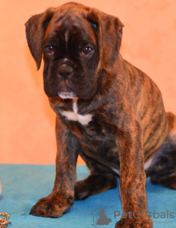 Photo №4. I will sell boxer in the city of Minsk. private announcement, from nursery, breeder - price - 235$