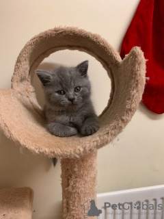 Photo №3. Vaccinated British shorthair kittens ready for loving homes. Netherlands