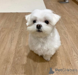 Photo №2 to announcement № 63944 for the sale of maltese dog - buy in Germany 