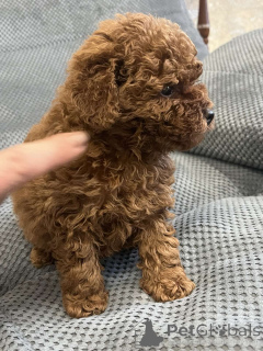 Photo №4. I will sell poodle (toy) in the city of Kiev. private announcement, from nursery, breeder - price - 1858$