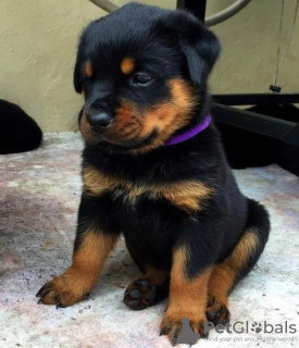 Photo №1. rottweiler - for sale in the city of Вилкавишкис | 300$ | Announcement № 40978
