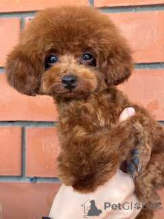 Photo №3. Teddy Poodle China. Russian Federation