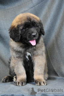 Photo №2 to announcement № 90626 for the sale of non-pedigree dogs - buy in Belarus from nursery, breeder