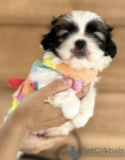 Additional photos: Pekingese puppies for sale
