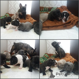 Photo №1. non-pedigree dogs - for sale in the city of Novosibirsk | negotiated | Announcement № 10807