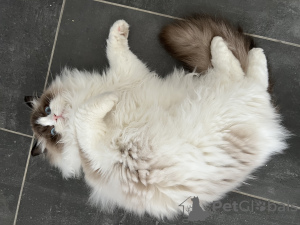 Photo №2 to announcement № 97159 for the sale of ragdoll - buy in Hungary private announcement