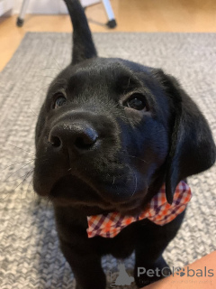 Photo №1. labrador retriever - for sale in the city of ALAVUS | 650$ | Announcement № 169104