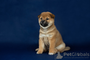 Photo №3. Shiba Inu puppies from a titled couple. Russian Federation