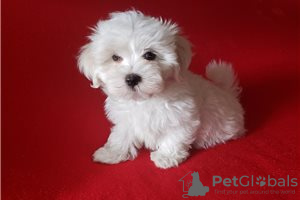 Photo №1. maltese dog - for sale in the city of Berlin | negotiated | Announcement № 115854