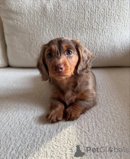 Photo №1. dachshund - for sale in the city of Aalter | negotiated | Announcement № 167170