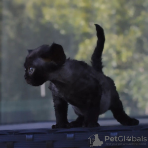 Photo №3. Vaccinated Devon Rex kittens available for sale to loving homes with home. Spain