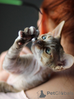 Photo №3. Clever Devon Rex Kittens Intelligent Playmates for Engaged Owners. Germany