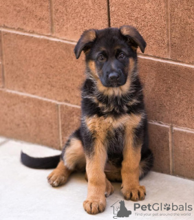 Photo №1. german shepherd - for sale in the city of Tallinn | negotiated | Announcement № 130679