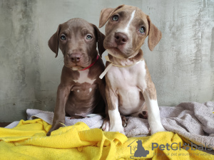 Photo №1. american pit bull terrier - for sale in the city of St. Petersburg | 656$ | Announcement № 7718