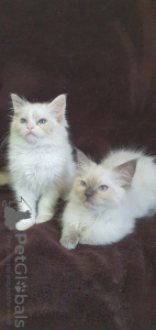 Additional photos: Ragdoll kittens