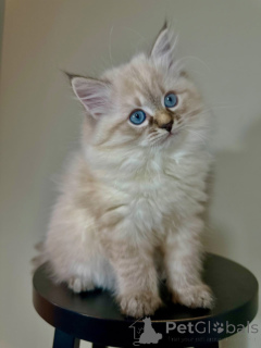 Photo №2 to announcement № 167302 for the sale of siberian cat - buy in Germany private announcement