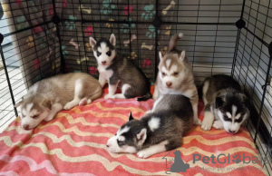 Photo №1. siberian husky - for sale in the city of Cinco Ranch | 380$ | Announcement № 112312