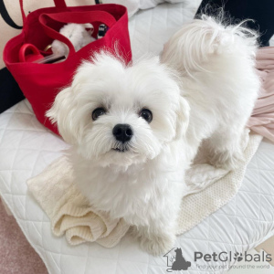 Photo №2 to announcement № 75196 for the sale of maltese dog - buy in Canada breeder