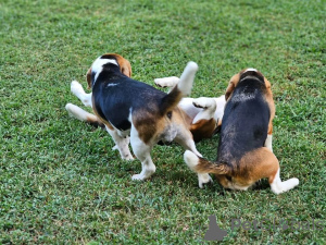 Photo №2 to announcement № 161138 for the sale of  - buy in Germany 