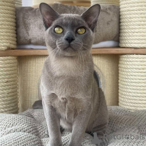 Photo №1. burmese cat - for sale in the city of Milan | negotiated | Announcement № 95725