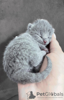 Photo №2 to announcement № 9653 for the sale of british shorthair - buy in Turkey 