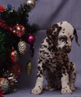 Photo №4. I will sell dalmatian dog in the city of St. Petersburg. from nursery, breeder - price - 629$