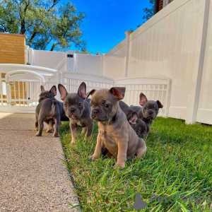 Photo №1. french bulldog - for sale in the city of Нудур | 475$ | Announcement № 47597