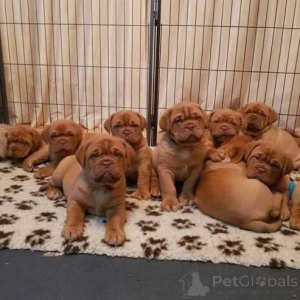 Photo №1. dogue de bordeaux - for sale in the city of Alaska | 500$ | Announcement № 174504