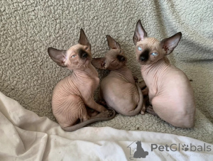 Photo №1. sphynx cat - for sale in the city of ISManing | 361$ | Announcement № 173929