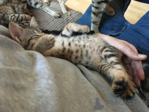 Photo №4. I will sell savannah cat in the city of Portland. private announcement - price - 300$