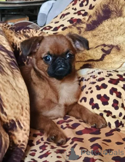 Photo №2 to announcement № 165024 for the sale of petit brabançon - buy in Russian Federation private announcement