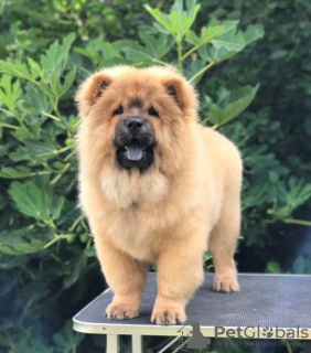 Additional photos: Chow Chow, wonderful puppies