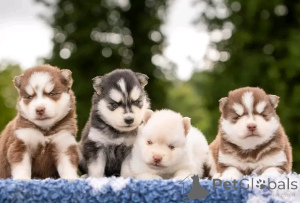 Photo №1. siberian husky - for sale in the city of Liège | Is free | Announcement № 177524