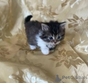 Photo №3. Adorable Siberian KittensBusiness Whatsapp 2295825241. Germany